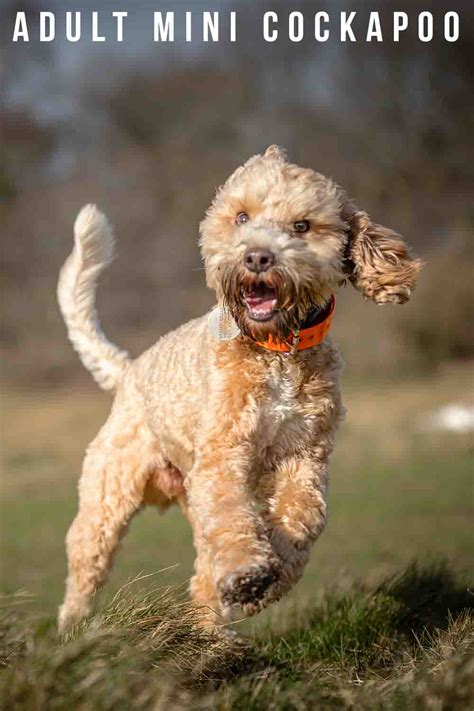 coccer poo|cockapoo adult.